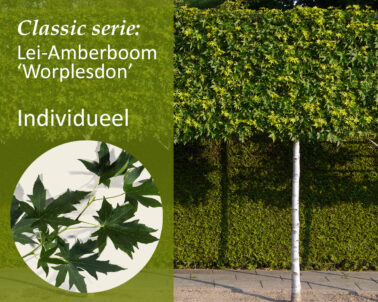 Klik hier om Lei-Amberboom - Classic - individueel te kopen