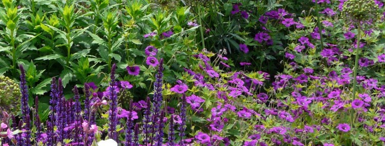 Nieuwe site Neutkens planten- en bomencentrum