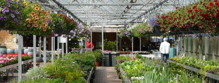 Hanging baskets kopen bij Neutkens planten- en bomencentrum