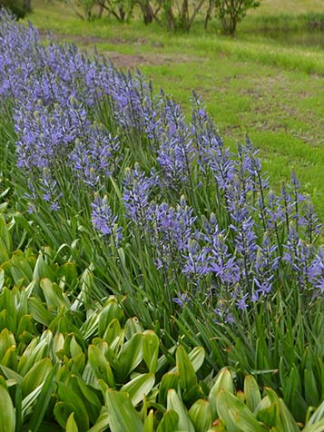 voedzame grond voor de bol van een Camassia