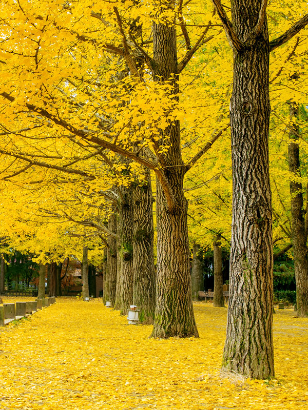 in de herfst laat de japanse notenboom zijn gele bladeren vallen