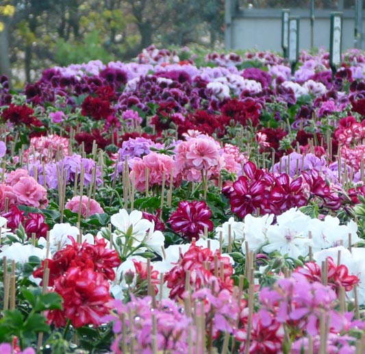 Ons assortiment kan een toevoeging zijn voor uw bouwcentrum - boerderijwinkel - of open tuin