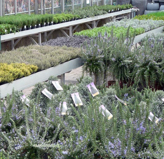 Ook een leuke kruidenassortiment kan voor uw winkel worden geregeld door neutkens planten en bomencentrum BV