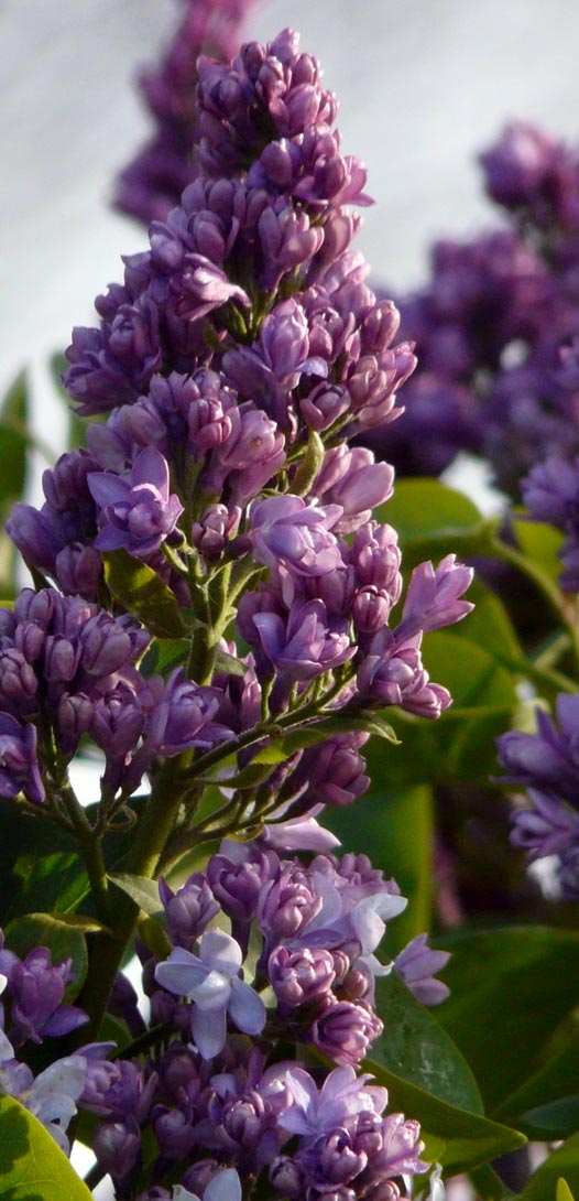 Bij neutkens planten- en bomencentrum vindt u een uitgebreid assortiment planten