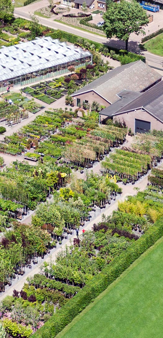 Professionals kunnen op ons plantencentrum terecht voor alle planten en bomen