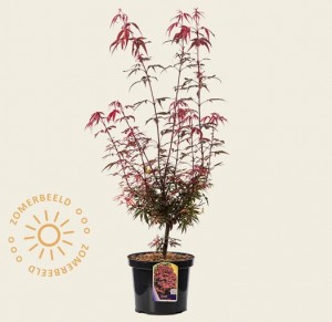 Acer palmatum Shaina - Japanse esdoorn kopen