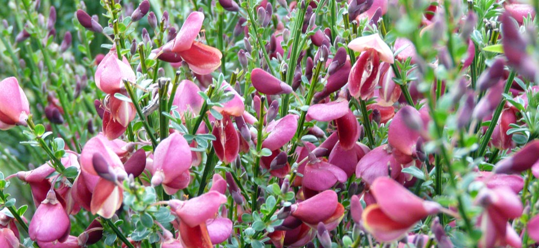 Op tuinplantenwinkel koopt u dezelfde kwaliteitsplanten gewoon online