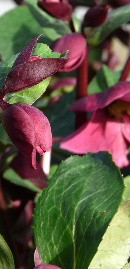Helleborus is een van een prachtige planten die je online koopt