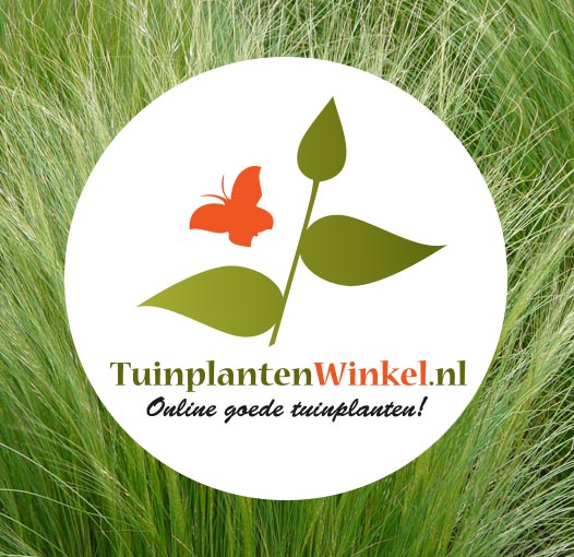 Naar de webwinkel van Neutkens Planten- en Bomencentrum