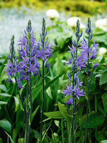 camassia heeft een aarvorimige bloem