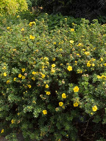 potentilla als bloeiende struik in de border