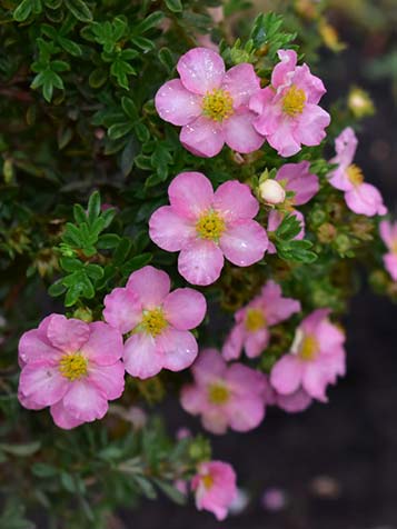 de kleine bloemen van een roze potentilla