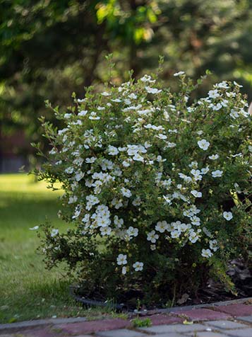 potentilla kan ook als losse haag geplant worden