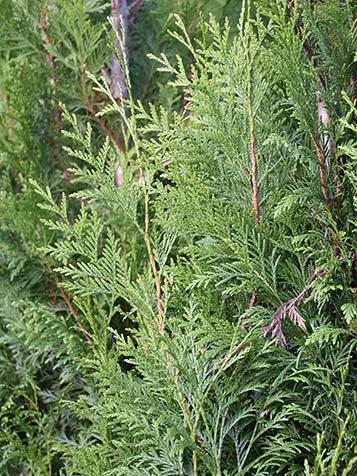 Thuja Excelsa haag aanplanten