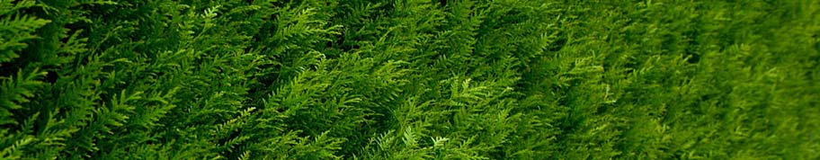 Thuja Excelsa groeit mooi dicht als haag