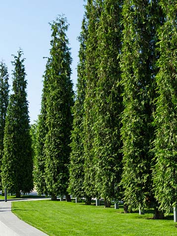 Thuja plicata als solitaire boom in rij