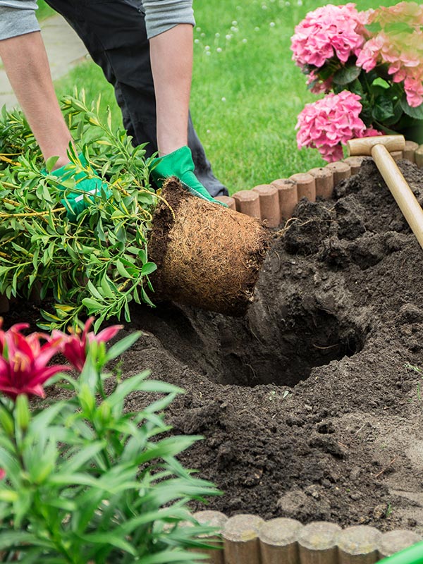 Gebruik bij het aanplanten de juiste grond