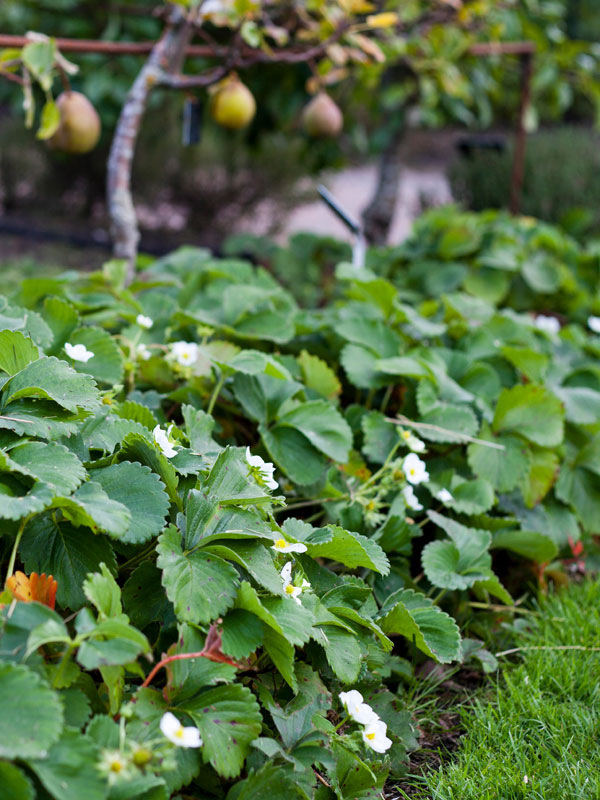 Bloesems aardbeienplanten zorgen voor vruchten