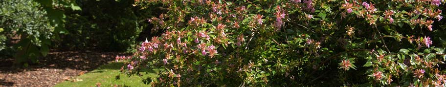 Abelia bloeit in de zomer en het najaar