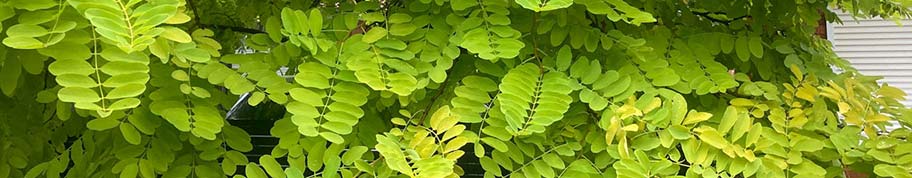 Acacia is er ook met geelgroen blad