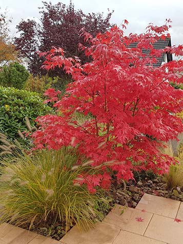 uitbundige herfstkleur bij deze japanse esdoorn