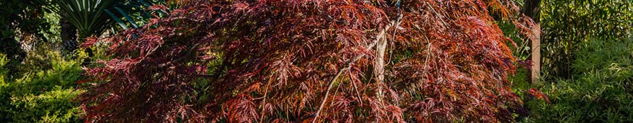 de bekendste japanse esdoorn bomen zijn roodbladerig