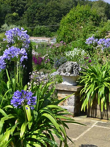 Agapanthus kan prima in pot