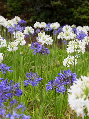 Agapanthus is er in wit en blauw