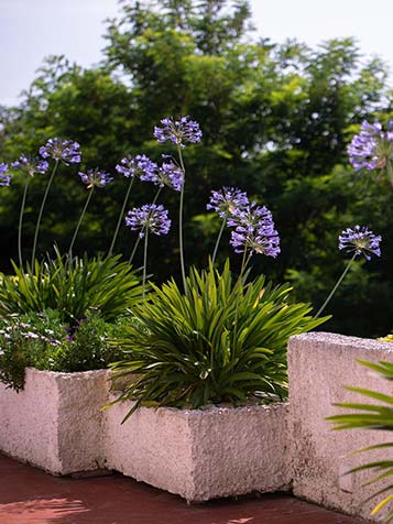 Agapanthus kan worden gekocht als een plant in pot of als wortelstok in de late winter en het vroege voorjaar