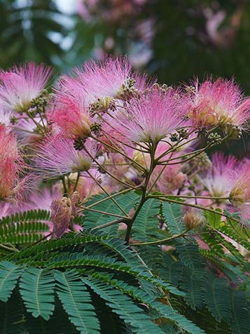 De bloemen zijn erg aantrekkelijk voor bijen en hommels en verspreiden een heerlijke zoete geur