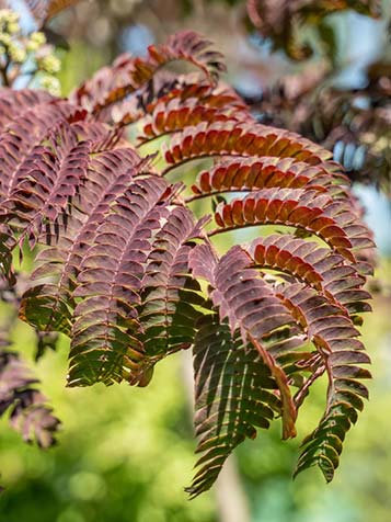 Purperrood blad van de Albizia 'Summer Chocolate'