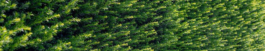 Taxus groeit mooi vol en dicht