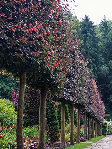 | Tuinplantenwinkel.nl