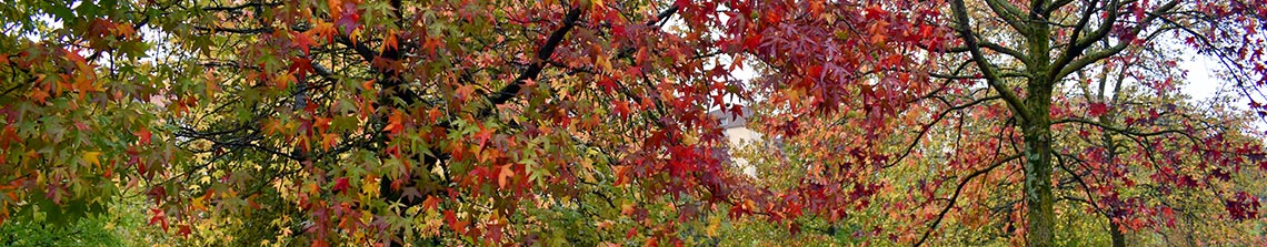 Amberbomen groeien het liefst op een zonnige standplaats; dit zorgt voor de mooiste herfstverkleuring