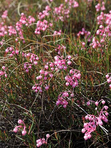 Lavendelheide heeft blad dat denken aan lavendel en is wintergroen