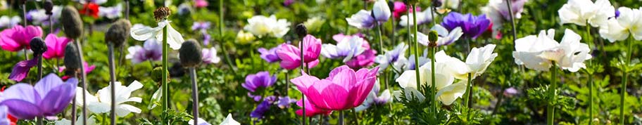 Mooie mix aan Anemone coronaria bloemkleuren 