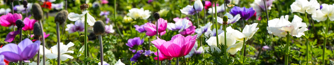 Mooie mix aan Anemone coronaria bloemkleuren 