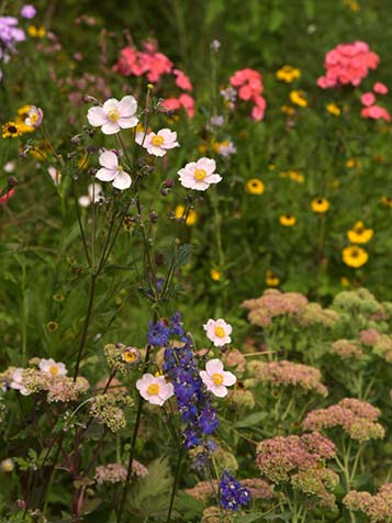 Anemoon kunt u ook in de schaduw planten