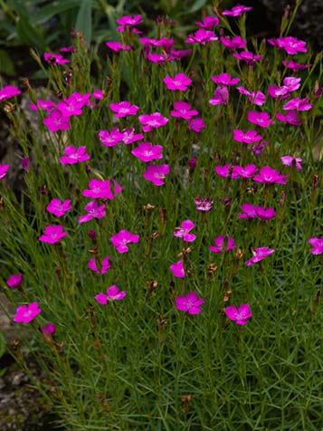 Anjers zijn over het algemeen laag blijvende vaste planten met vaak geurende bloemen