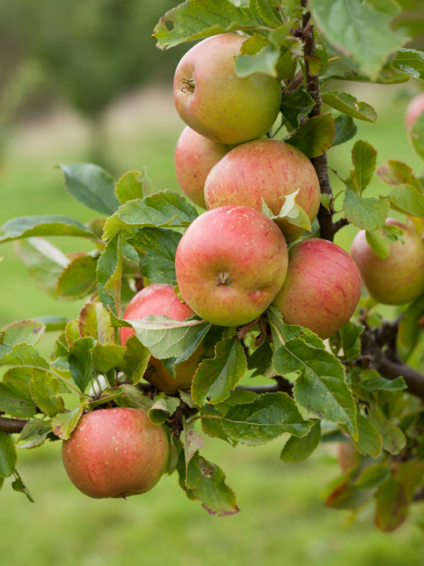 Plukrijpe appels uit eigen tuin en van eigen appelboom