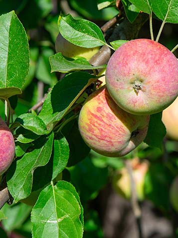 Afhankelijk van de soort plukt u heerlijke appels tussen de zomer en het najaar van elke malus domestica