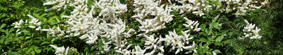 Astilbe is een vaste plant die goed groeit in de halfschaduw