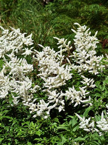 Astilbe laat zich goed combineren met andere vaste planten en siergrassen