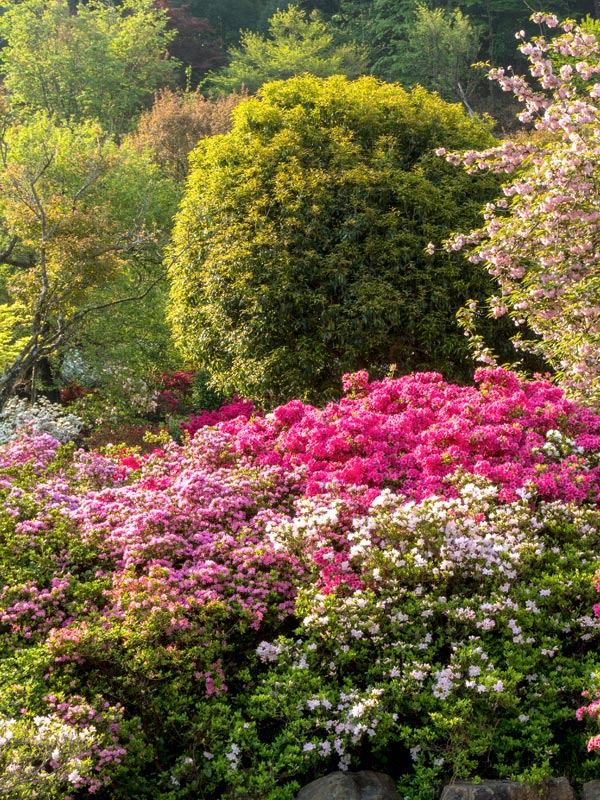 Door verschillende soorten te combineren ontstaat een kleurrijk palet aan bloemen