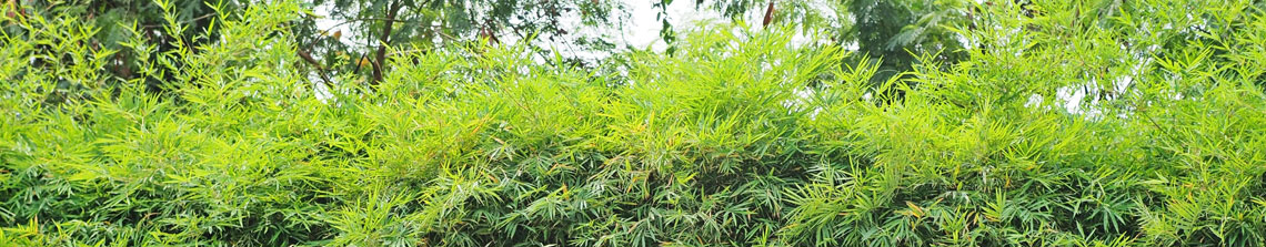 Bamboe groeit los en wat weelderig