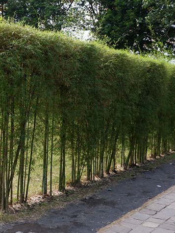 Strak geschoren bamboehaag