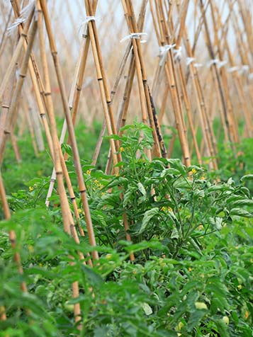 bamboestokken in de moestuin gebruiken