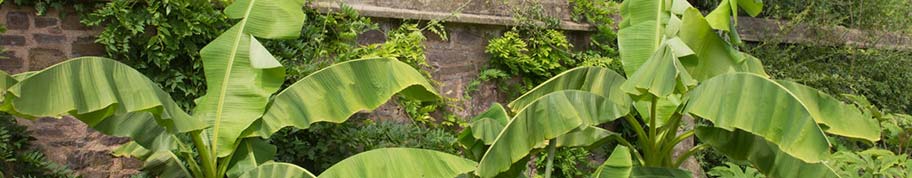 Bananenbomen hebben groot afhangend blad