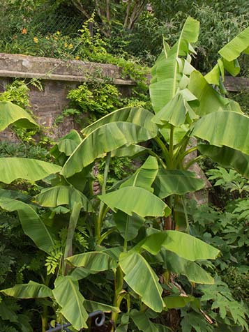 Bananenbomen in een beschutte tuin