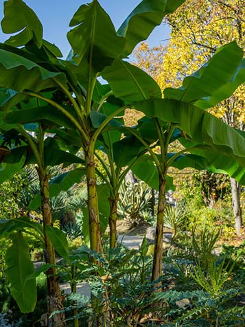 Grote bananenbomen in de tuin